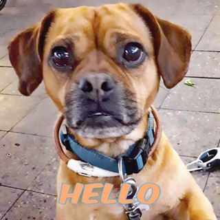 Логотип @jonnypuggle - @jonnypuggle Adventures of Jonny Puggle