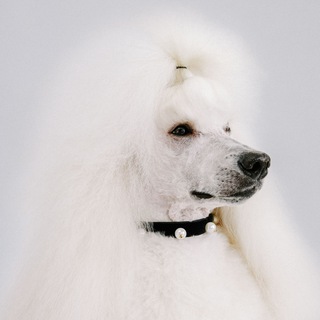 Логотип @joosteam_official - Hey, JOOSTÉAM!