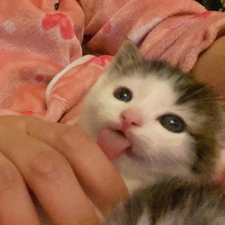 Логотип @jopkiii - Шерстяные жопки