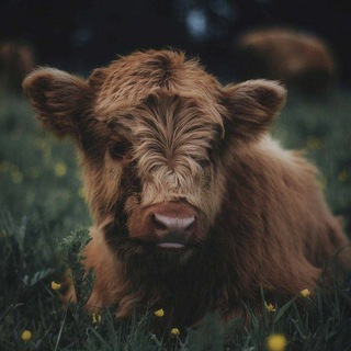 Логотип @jopreo - 🦋обсуждения🦋