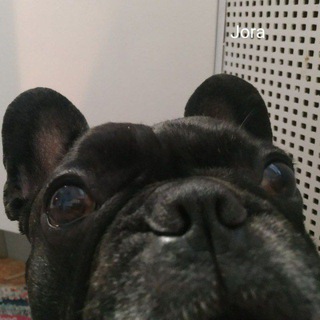 Логотип @jorabulldog - Французский бульдог Жора ( он же Жорж и т.д.)