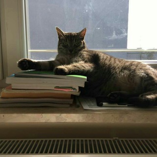 Логотип @joyceday - Bloom's Day