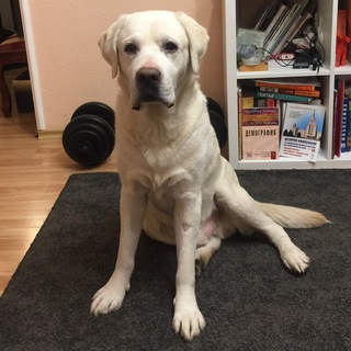 Логотип @juda_the_dog - Существо