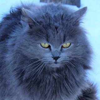 Логотип @jujok - Смешные видео кошки и собаки🐶🐱