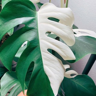 Логотип @junglesale - 🌿 Helen's Jungle Sale 🌿