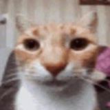 Логотип @justkowychat - просто кови Chat