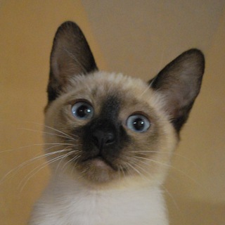 Логотип @justonlycats - JustCats