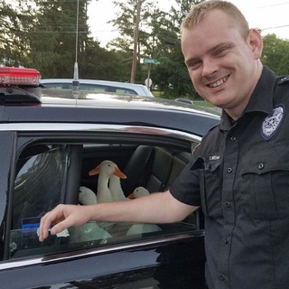 Логотип @jyvebelygoose - Жыве белы Гусь!