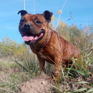 Логотип @k9_attack - АТАКА КЛЫКОВ