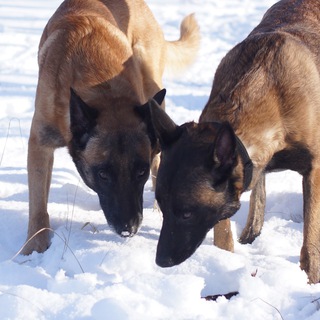 Логотип @k9_malinua - K9_malinua