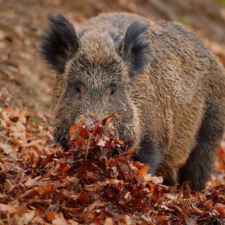 Логотип @kabanchikrus - Кабан Луганский