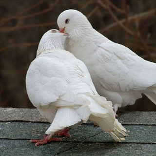 Логотип @kabutarkaptaruz - Kabutar ishqibozlari🕊️🕊️🕊️🕊️🕊️🕊️🕊️🕊️🕊️🕊️🕊️🕊️🕊️🕊️🕊️🕊️🕊️🕊️🕊️🕊️🕊️🕊️🕊️🕊️🕊️🕊️🕊