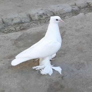 Логотип @kabutarlar_uzbek - Oq chubati qora ko'zlar