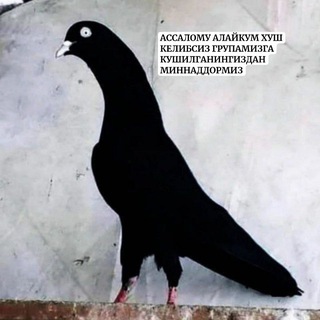 Логотип @kabutarvozlar - 🕊УЗБЕК УЧКУР ЗОТЛАРИ🕊