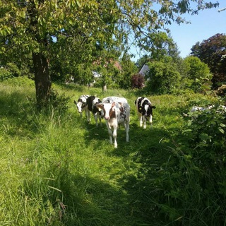 Логотип @kaelbchenrettung - 🐂🐄Kälbchenrettung🐂🐄