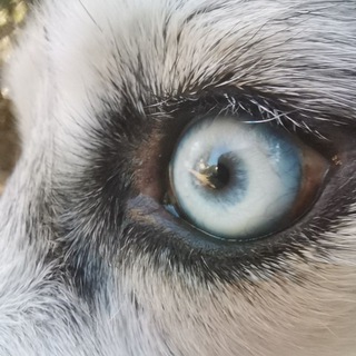 Логотип @kaifulec - kaifulec - видео с животными 🫶