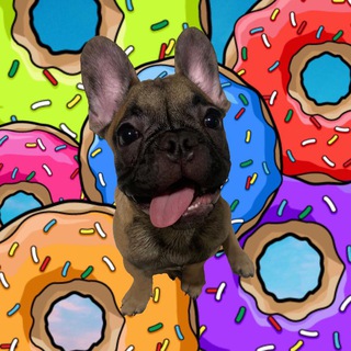 Логотип @kailobuldog - Дневник Бульдога 🐾