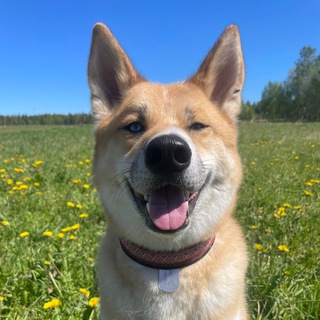 Логотип @kaioshisamurai - Кайоши/Истории самурая