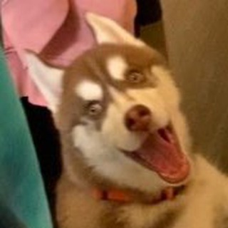 Логотип @kakayatypsina - Какая ты псина сегодня