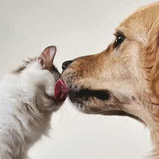 Логотип @kakiunsuni - Султи показывает зверей