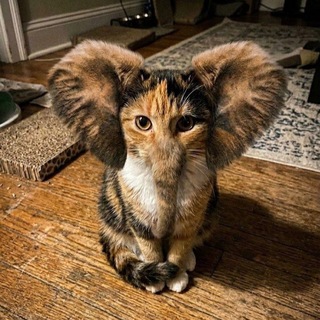 Логотип @kalikaliss - skuf the kali yuga