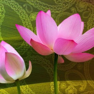 Логотип @kamalavana108 - Центр "Камала Вана Джйотиш Махариши"