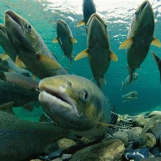 Логотип @kamchat0 - Камчатский Инсайдер