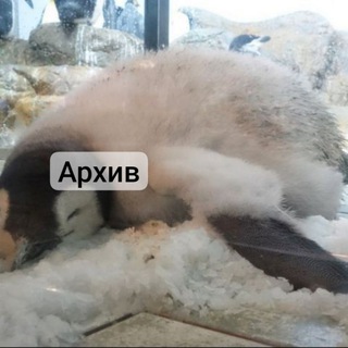 Логотип @kamikkoy - камика АРХИВ ТОЧНО ОК