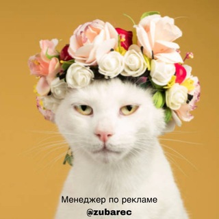 Логотип @kanal_s_kotikami - Канал с Котами, котиками, котэ