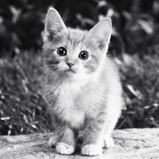 Логотип @kanarev - ☮️ Канарёв. Партия Яблоко.