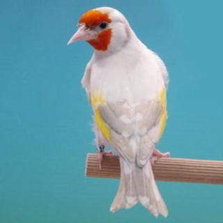 Логотип @kanareyka_gibrit - KaNareyKa & GibRitlar 100%®