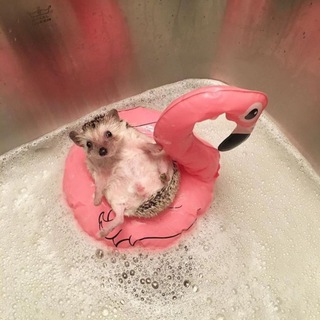 Логотип @kanavakyelitochat - чат милашек