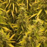 Логотип @kannabiz_chat - ❤️ Kannabiz chat