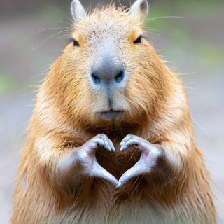 Логотип @kapi_barinya - Капиба́рыня