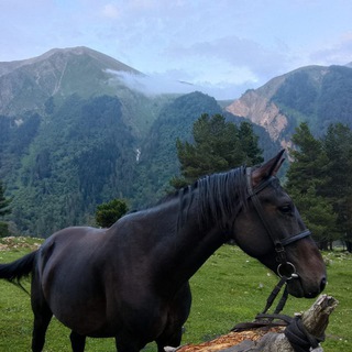 Логотип @karachaiatla11 - 𝕜𝕒𝕣𝕒𝕔𝕙𝕒𝕚.𝕒𝕥𝕝𝕒💚