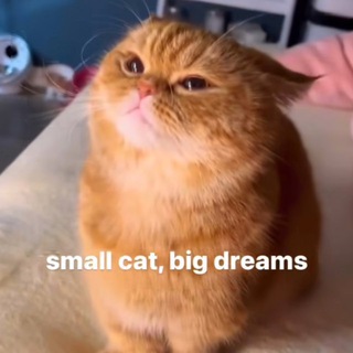 Логотип @karamelkinsblog - ~>sweety kitten<~