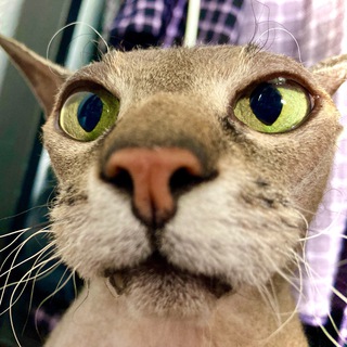 Логотип @karaseevka - Карасеевка