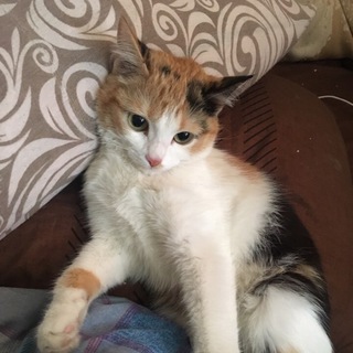 Логотип @karelpet - Карельские Питомцы