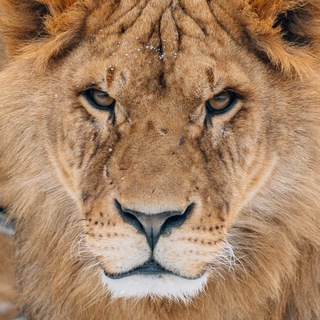 Логотип @kargapolov_89 - Уютная хижина🔘