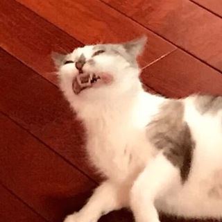 Логотип @kartinochki_shmartinochki - Картиночки-шмартиночки