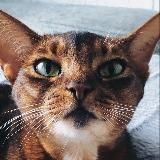 Логотип @kasatkatut - Касатка матерится