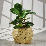 Логотип @kashpotashkent - 💚 KASHPO.UZ 💚