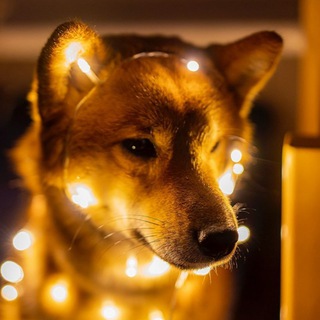 Логотип @kashtanka_gav - Каштанка