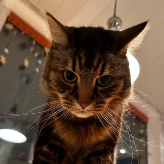 Логотип @kasperkasa - канал сильного независимого кота