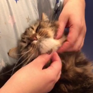 Логотип @kasperkasachat - для почесаний сильного независимого кота