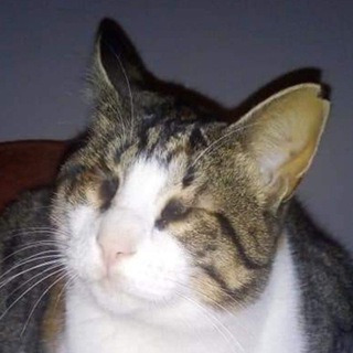 Логотип @kasyablind - КотоПёсель