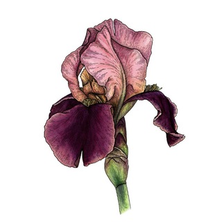 Логотип @kat_kazakova_art - Цветы, акварель и графика линером @kat_kazakova_art