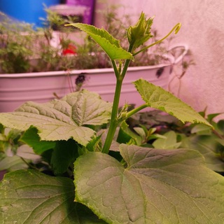 Логотип @kat_klimovsk_chat - Чат_Настроение_Катенька