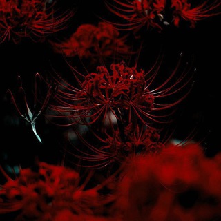 Логотип @katanaaqe - Цветение Ликориса