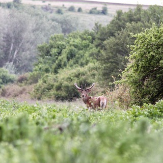 Логотип @katarina_od - Душа